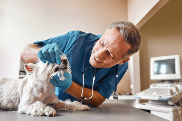 Best Emergency Root Canal Treatment in Burton, SC